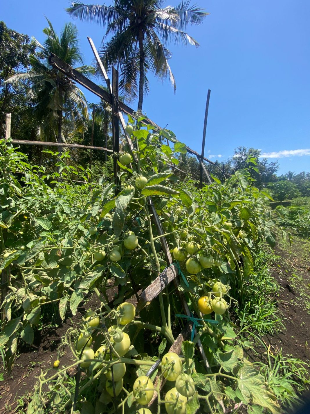 Kebun Seminari Sinar Buana September 2025